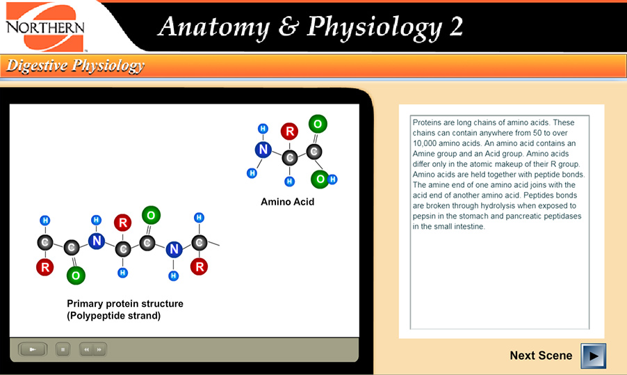 illustration of a polypeptide strand and an amino acid