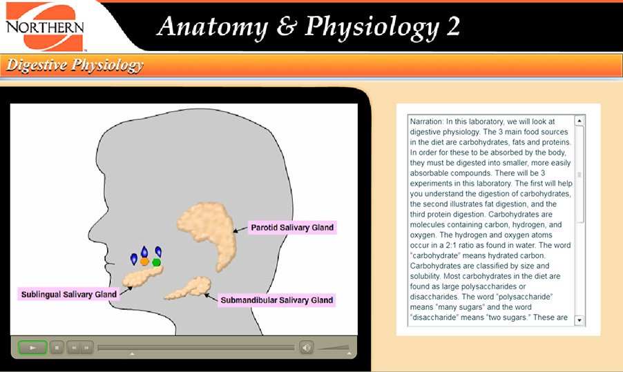 illustration of salivary glands and amylase breaking down a disaccharide molecule in the mouth