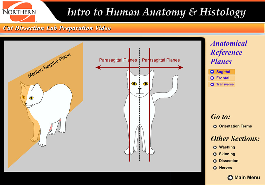 illustration of the median sagittal plane and parasagittal planes, cutting from front to back.
