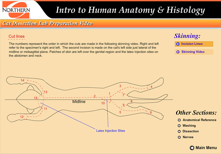 illustration of the cut lines for dissecting a cat, running from the base of the neck to umbilical, and radiating down each leg