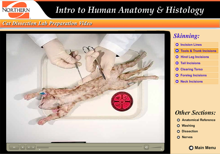 tools for dissection, scissors and rounded pick, being held over a dead cat