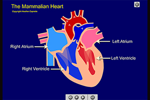 Illustration of the atria and ventricles of the heart
